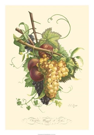 Plentiful Fruits II by T.L. Prevost art print