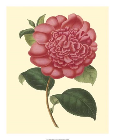 Camellia Garden I by Verschaffelt art print