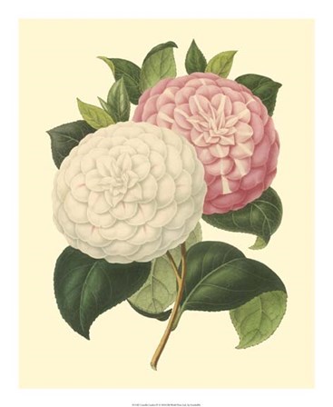 Camellia Garden IV by Verschaffelt art print