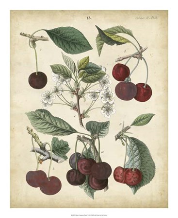 Calwer Common Cherry by Calwer art print