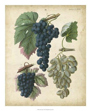 Calwer Grapes I by Calwer art print
