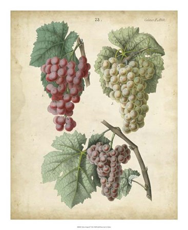 Calwer Grapes II by Calwer art print