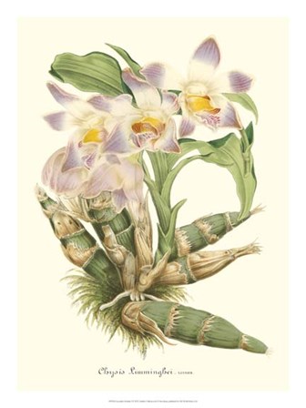 Lavender Orchids I by Stroobant art print