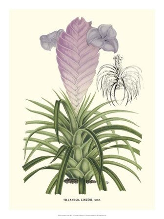 Lavender Orchids III by Stroobant art print