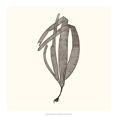 Seaweed Collection V by Vision Studio art print
