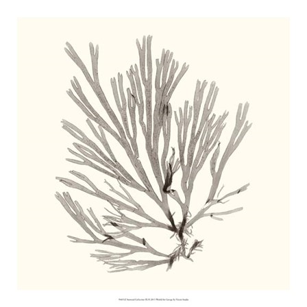 Seaweed Collection IX by Vision Studio art print
