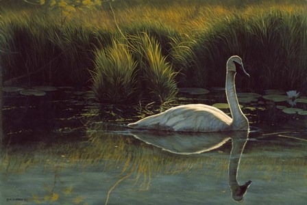 Reflections Of Grace by Michael Budden art print