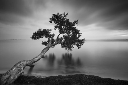 Water Tree 11 BW by Moises Levy art print