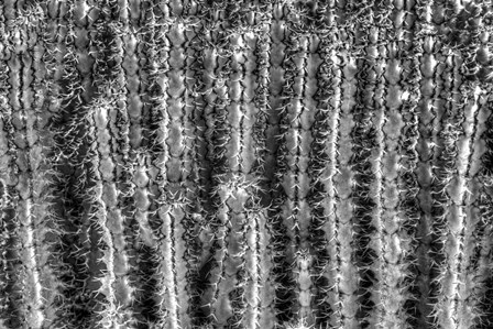 Old Cactus 2 by Moises Levy art print