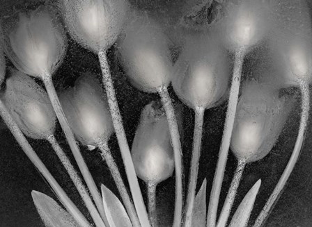 Ramo de Tulipanes by Moises Levy art print