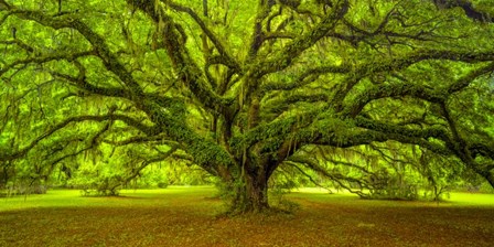 Brazos by Moises Levy art print