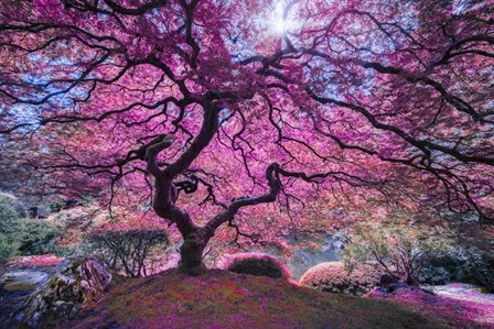 Pink Tree 2 by Moises Levy art print