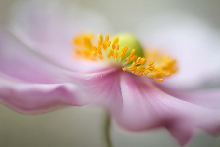 Dreaminess by Mandy Disher art print