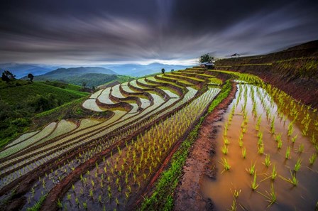Unseen Rice Field by Tetra art print