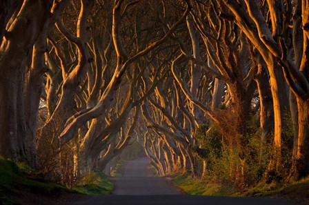 The Dark Hedges In the Morning Sunshine by Piotr Galus art print