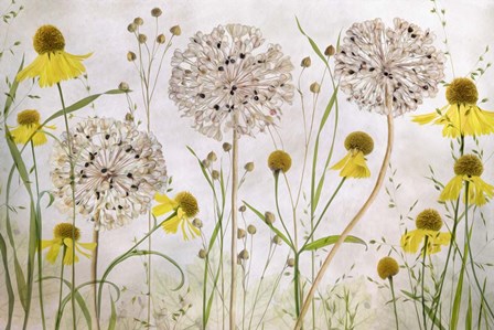 Alliums and Heleniums by Mandy Disher art print