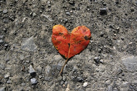 Heartleaf by Robert Goldwitz art print