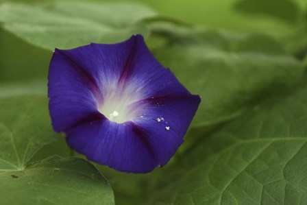 Morning Glory 1 by Robert Goldwitz art print