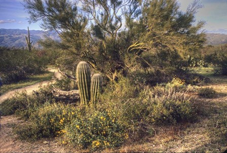 Desert Group by Robert Goldwitz art print