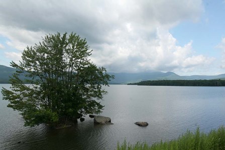 Island Tree by Robert Goldwitz art print