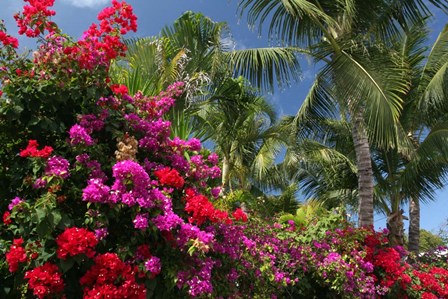 Palm Bougainvillea 9280 by Robert Goldwitz art print