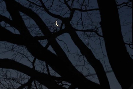 Silhouette Branches Moon Venus by Robert Goldwitz art print
