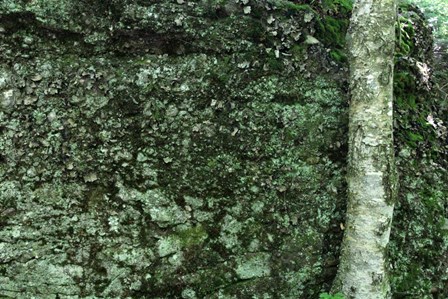 Tree Trunk Rock Wall by Robert Goldwitz art print