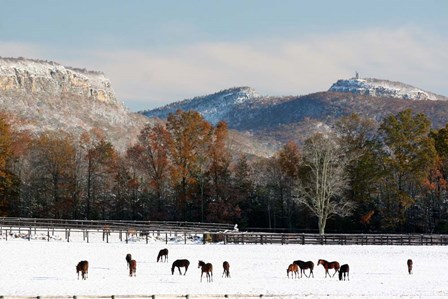 Early Snow Horse Paddock by Robert Goldwitz art print