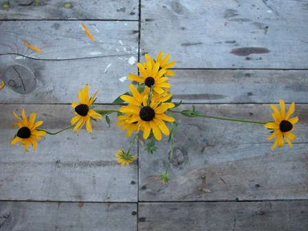 Harvest Table Blackeye Suzies by Robert Goldwitz art print