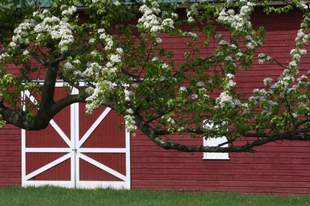 Spring Blossoms Red Barn by Robert Goldwitz art print