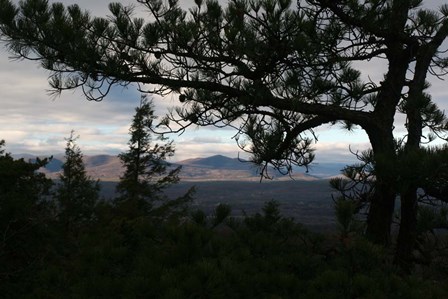 Treeline Pine by Robert Goldwitz art print