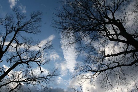 Trees Reaching Out by Robert Goldwitz art print