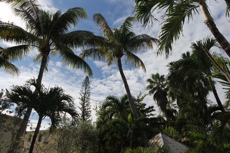 Tropical Trees Rooftops by Robert Goldwitz art print