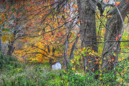 Autumn Shed by Robert Goldwitz art print