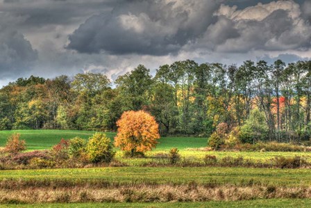 Drak Sky Shiningtree by Robert Goldwitz art print