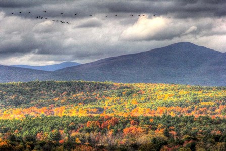 Flying South by Robert Goldwitz art print