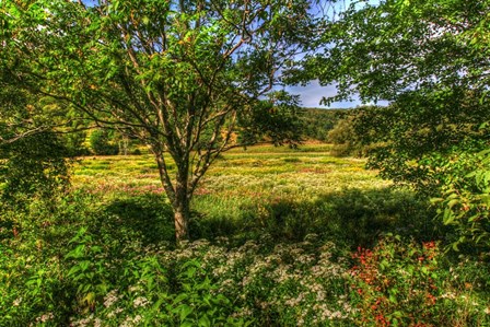 Hobart Meadow by Robert Goldwitz art print