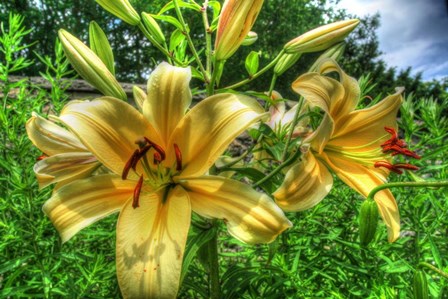 June Lilies by Robert Goldwitz art print