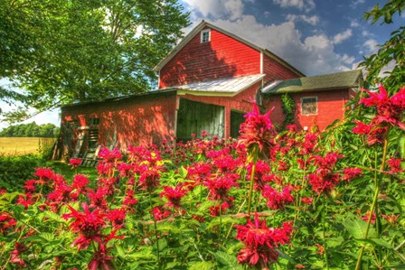 Monarda And Red Barn by Robert Goldwitz art print