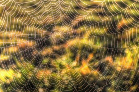 Morning Web by Robert Goldwitz art print