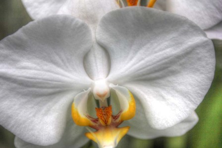 Orchid Detail by Robert Goldwitz art print