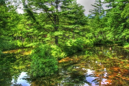 Pine Pond Reflection by Robert Goldwitz art print