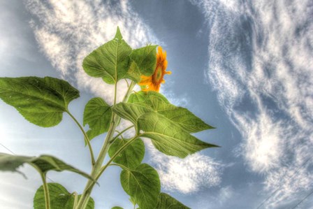 Sunflower Sky by Robert Goldwitz art print