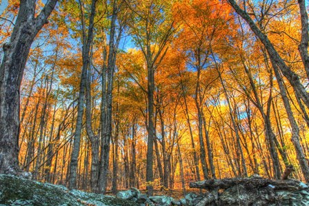 Winding Hills Park by Robert Goldwitz art print