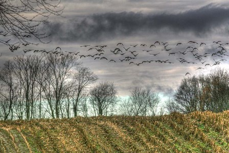 Autumn Grey Sky And Geese by Robert Goldwitz art print