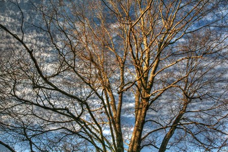 Bare Branches 3 by Robert Goldwitz art print