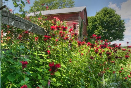 Barn And Minarda 2 by Robert Goldwitz art print
