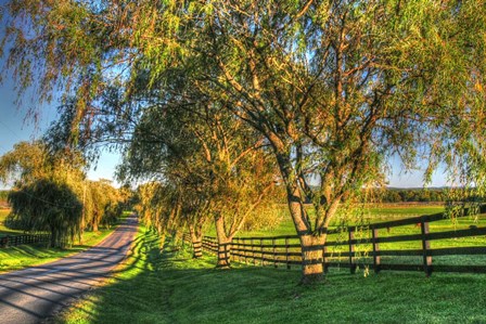 BC Willow Road by Robert Goldwitz art print