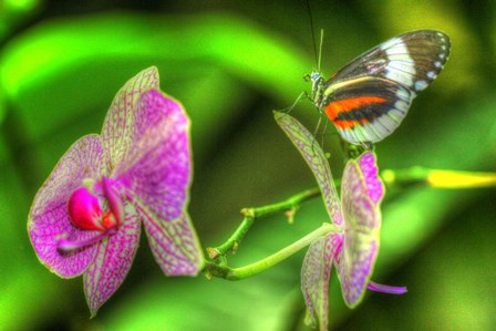 Butterfly 7 by Robert Goldwitz art print