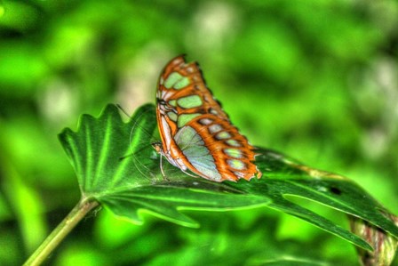 Butterfly 10 by Robert Goldwitz art print